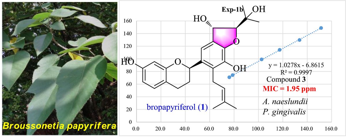 plantae_org's tweet photo. Anti-oral Microbial Flavanes from Broussonetia papyrifera Under the Guidance of Bioassay (Geng et al., 2019): https://t.co/kYiu71iLwg

A new flavane, bropapyriferol, and eleven known ones were isolated from the EtOAc part of B. papyrifera #openaccess #plantsci https://t.co/kc1dDbtHan