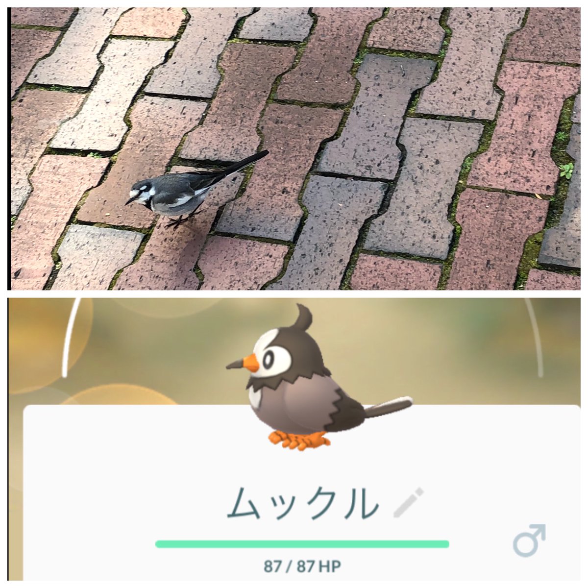 תג ムックル בטוויטר