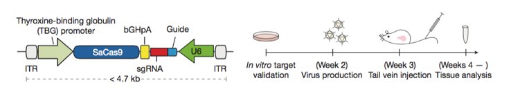 Packgene Biotech tweet media