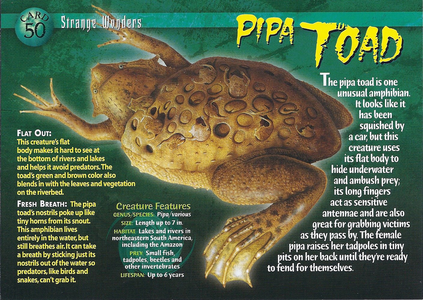 Fancyfieldbiologist Phd On Twitter Pipa Pipa The Surinam Toad Which Houses Its Tadpoles In Its Skin