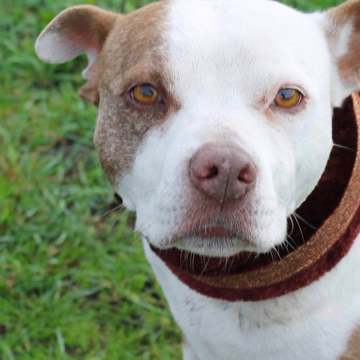 StampedeEq's tweet photo. Beautiful Staffs wearing our twinkle collars. #GoodVetGuide https://t.co/SESIsjkheB