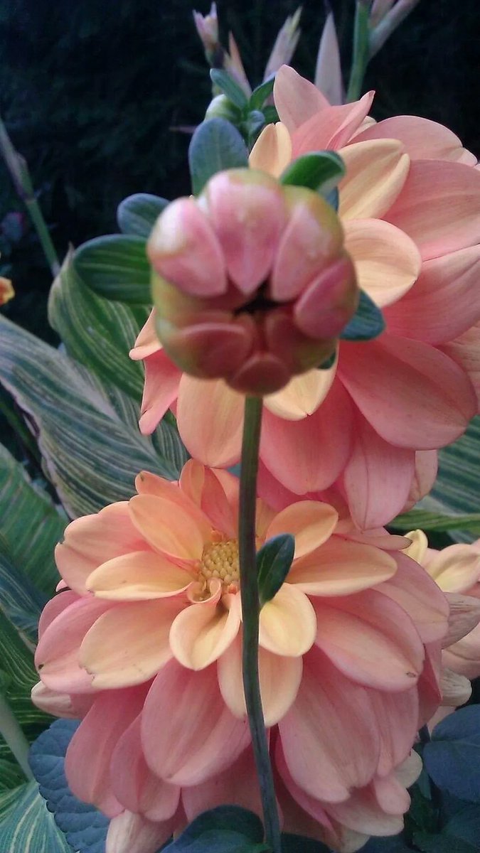 luthful7's tweet photo. 🙋Thank You Dear Friends🌹Have a Very Happy Day💕🍀
@danahjerkovic @DanutaNowak5 @danchantall9 @LanaToro21 @medicenluciana @Alexhia_0 @offroadprofiler @Alexa17101614 @AlexaThirel @GALATEA321 @Ghiovanela @GabrielaLureti @ghadazien @Alchemist900 @ginestarros 🍀 https://t.co/qyESSw0hxv
