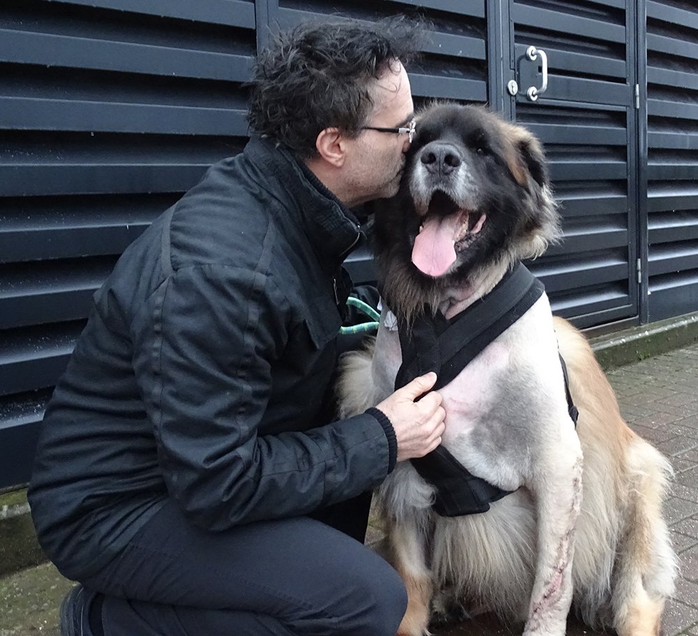 ProfNoelFitz's tweet photo. A few weeks ago I introduced you to the lovely Dexter who had surgery to remove a cancerous tumour in his leg and replace it with a metal endoprosthesis. He is making good progress and is about to start chemotherapy treatment.  Lots of love for this fella x @fitzpatrickref https://t.co/VkD4fHbcoR