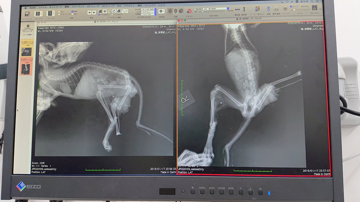 マッシュ (@bXRxvzlWcKrj8f2) Twitter