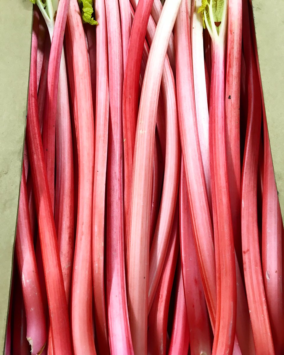 Finally some colour! Decent order of Yorkshire’s finest Forced Rhubarb #somersetdairy #brickellsicecream #friesian #holstien #holstiencow #somerseticecream #allnatural #batchicecream #madefromscratch #artisanicecream #dairy #milk #dairyicecream #rhubarb #forcedrhubarb #fresh