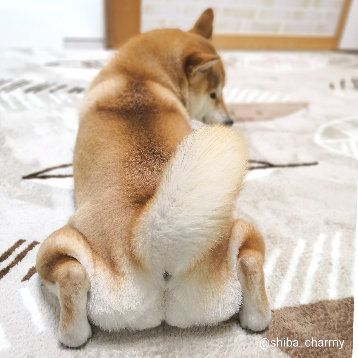 柴犬チャーミー お尻カット してきたよ 食パンとクリームパンみたい 柴犬 Shiba T Co 1mj5wdqghf Twitter