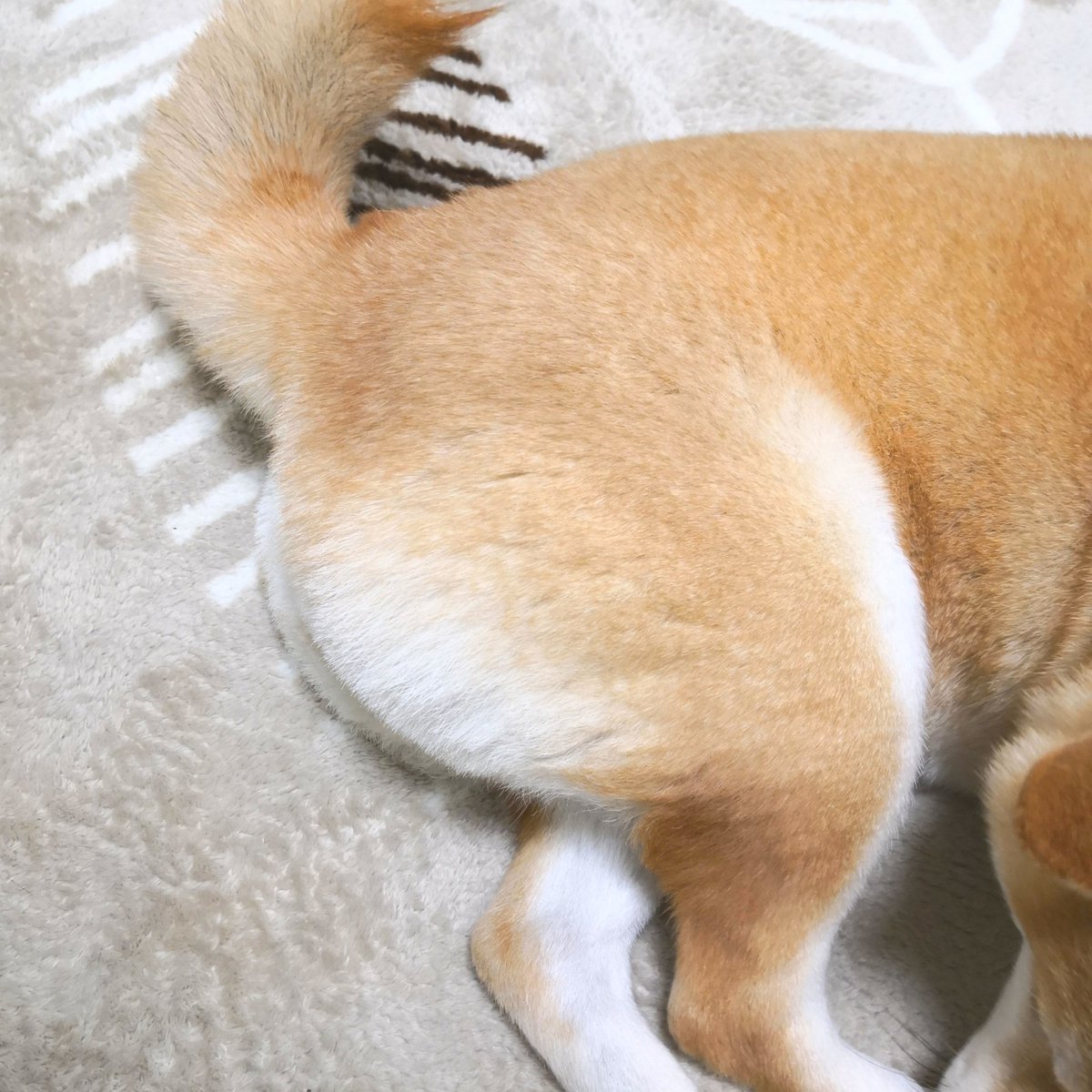 柴犬チャーミー お尻カット してきたよ 食パンとクリームパンみたい 柴犬 Shiba T Co 1mj5wdqghf Twitter