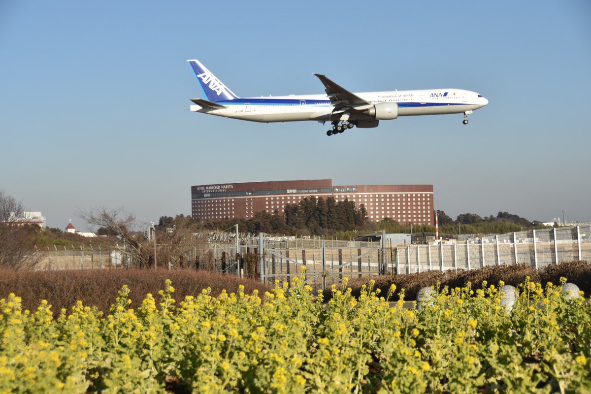 こーちゃん 19 01 17 成田国際空港に着陸する飛行機と菜花とのコラボ 成田市さくらの山公園 Ana航空機 日本航空機 コリアン航空機 ユナイテッド航空機