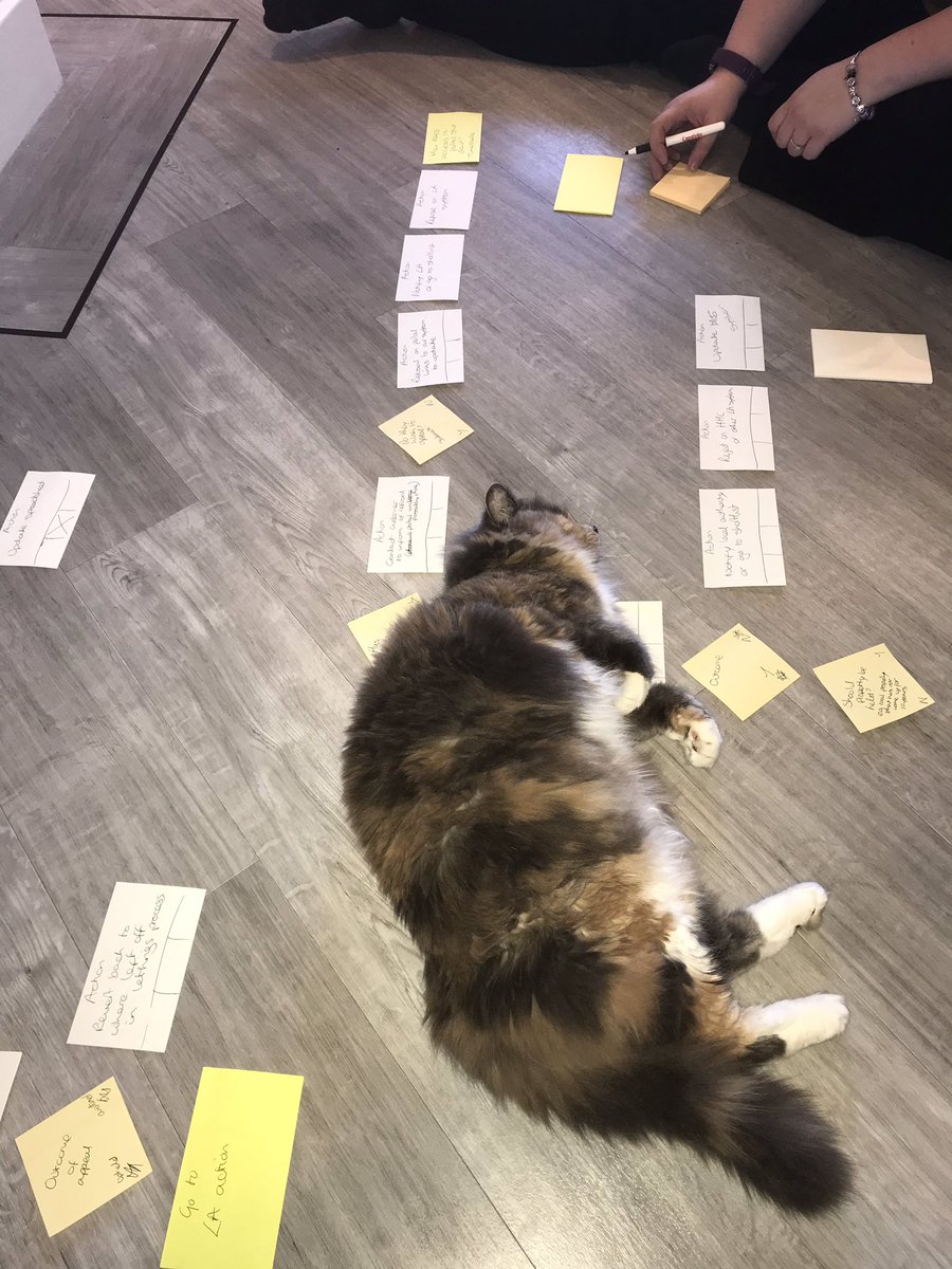 Verityclarke79's tweet photo. The struggle of process mapping 🐈 #lolathecat #thecatthistime #360project @lnewman01 @AsterGroupUK https://t.co/jOi6rjXk1n