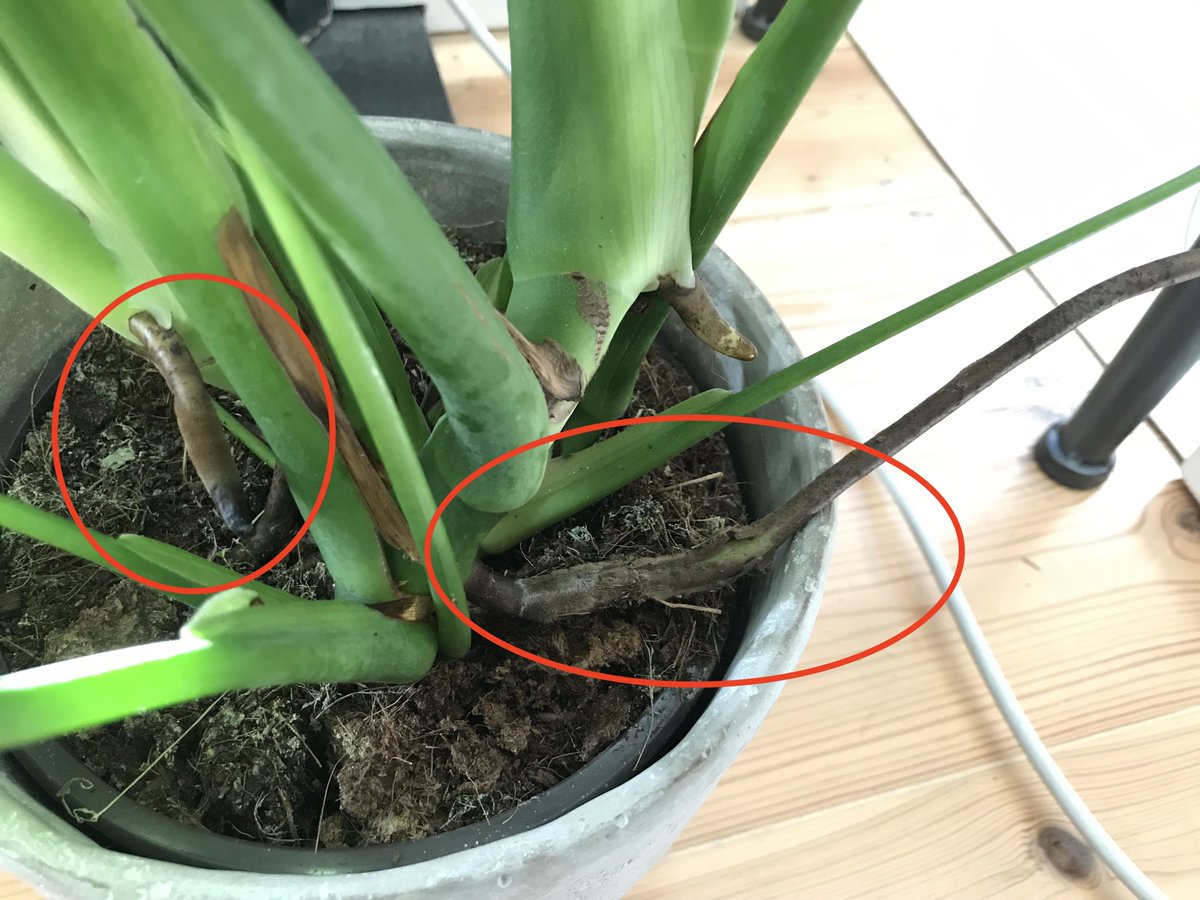 lazyweb Any plant experts know why my monstera deliciosa is growing brown/black  stems from some nodes?