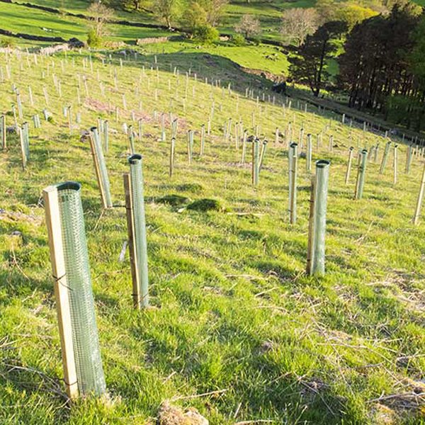 What's On Appleby: Big Eden Tree Plant Whats on Appleby: Big Eden Tree Plant