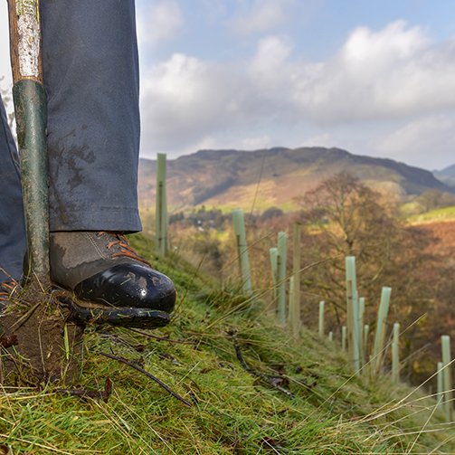 What's On Appleby: Big Eden Tree Plant Whats on Appleby: Big Eden Tree Plant