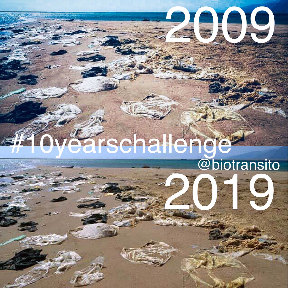 biotransito's tweet photo. 🧐Por qué no utilizar bolsas platicas? 👉Tardan entre 200 a 1,000 años para desintegrarse.
#biotransito #bolsasbiodegradables #compostables #compostok #medioambiente #noplastico #savetheoceans #savetheenvironment #ecologia #biomateriales #organico #biodegradablebags #zerowaste https://t.co/t0z50uLh8z
