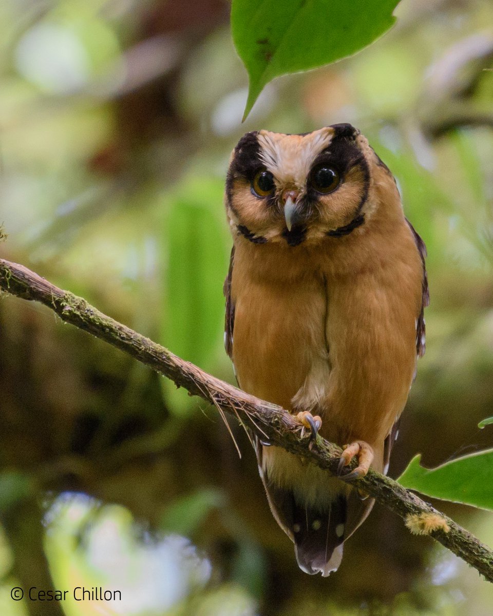 #FelizJueves hoy les comparto mi ave favorita de todos los tiempos, el Búho Acanelado (Aegolius harrisii - Buff-fronted Owl) Es una especie poco común, de distribución fragmentada, de la que se conoce muy poco #AvesDeColombia #CuidemosLosBosques