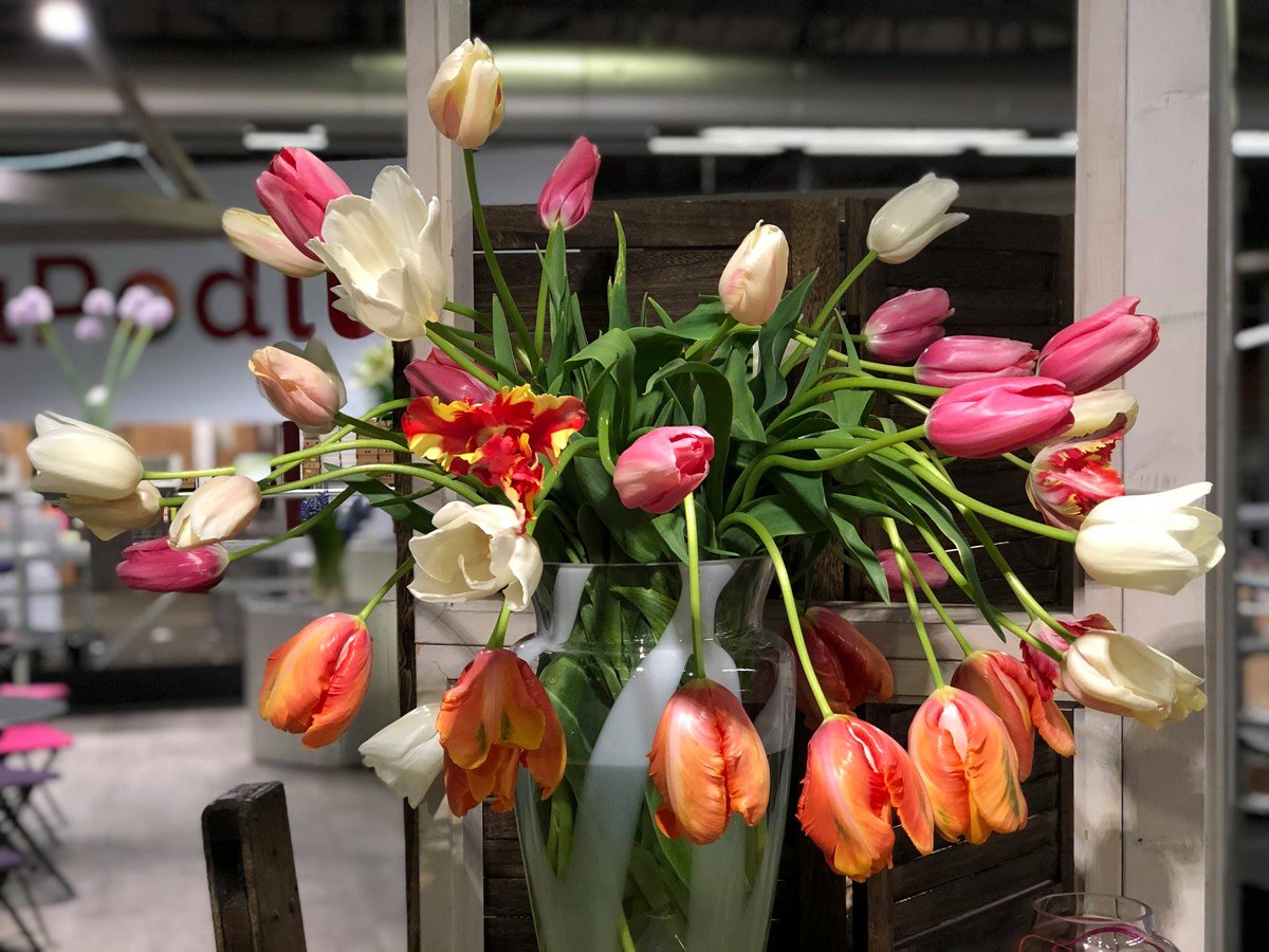 Today at #Florapodium florapodium.com/index.php/nl/
The French #tulip ....
A tulip full of life !! 
#Grower Schouten Tulips