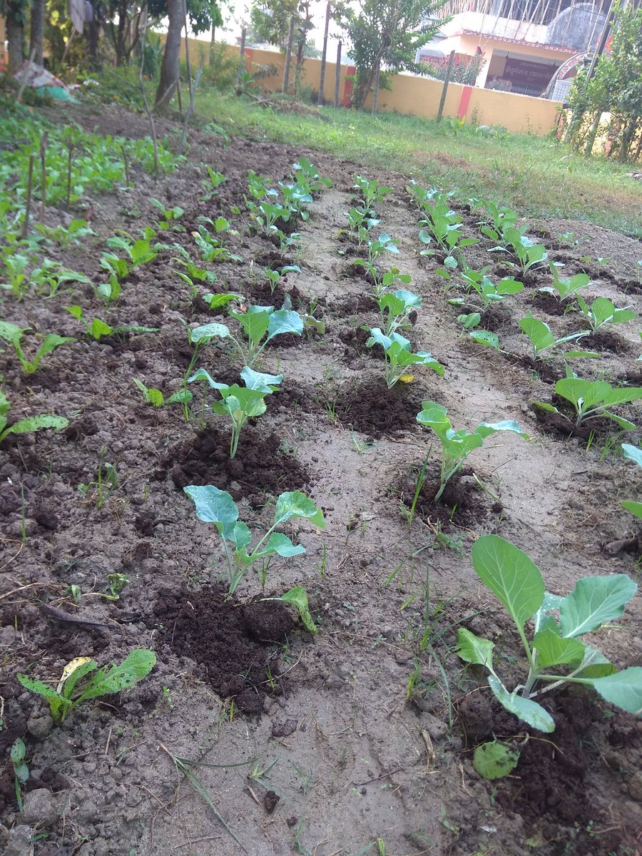 beingccr's tweet photo. #2MonthChallenge
#100%Organic
#आफ्नैपौरख https://t.co/k4O9fCRsQi