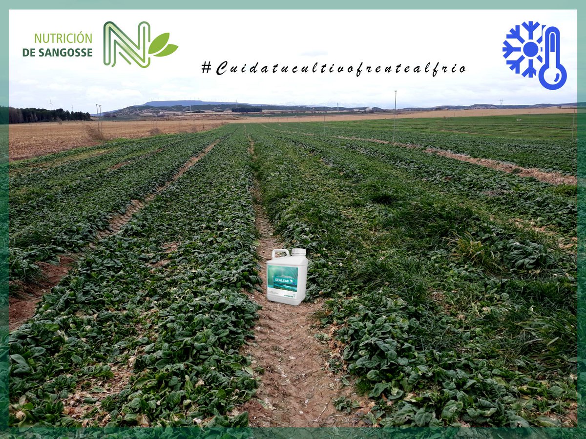 DeSangosseIB's tweet photo. 🤔¿Sabias que la #espinaca es un alimento muy completo por su aporte en vitaminas, minerales, hierro y antioxidantes?
💦Es el momento de cuidar el #cultivo con #SealeafOrigin para superar el Stress térmico a la que están sometidas
#desangosseiberica ☝️
https://t.co/pMlrTiAEVH https://t.co/dWvmbgDaPJ