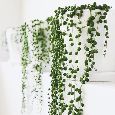 Populaire plant: de erwtenplant
blog.huisjetuintjeboompje.be/?p=27575