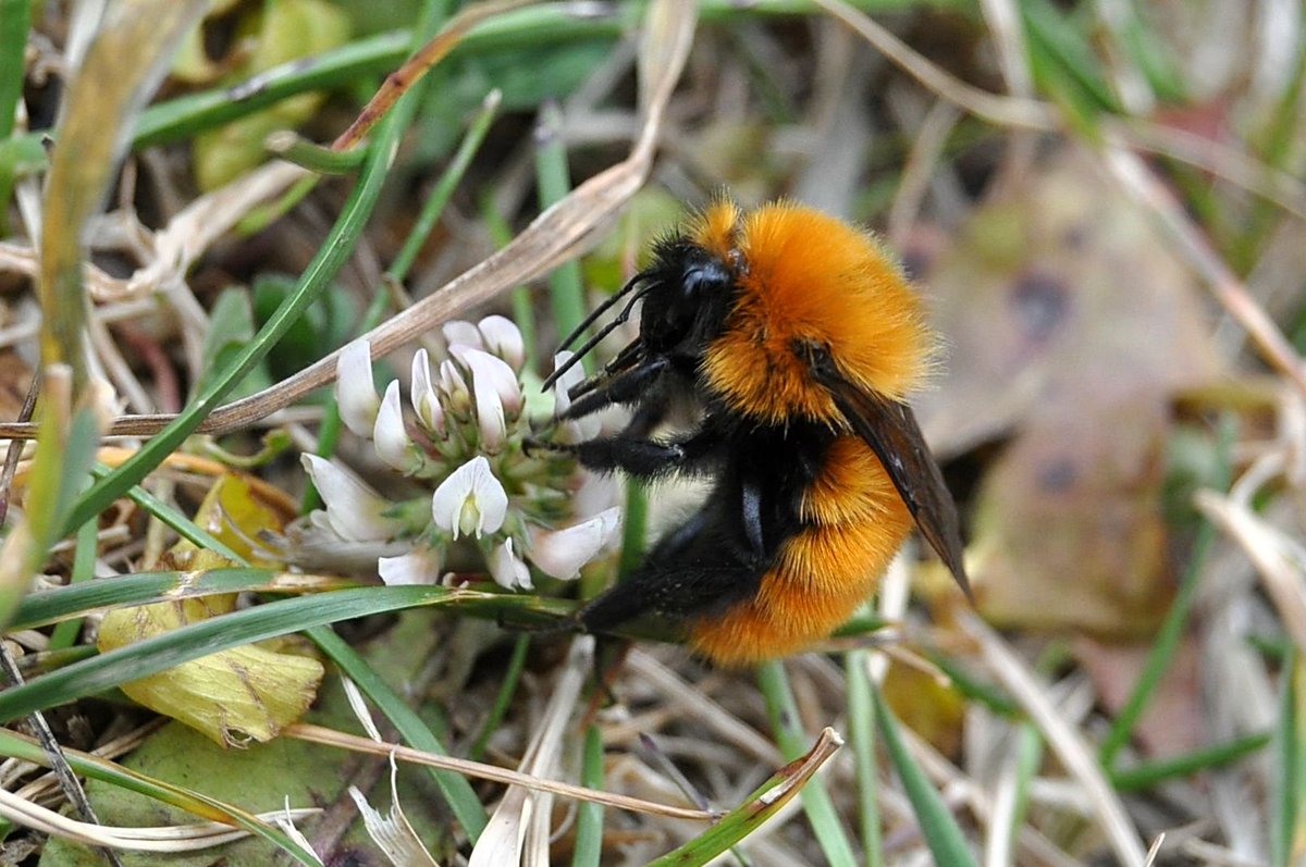 Bumblebee Conservation Trust tweet media