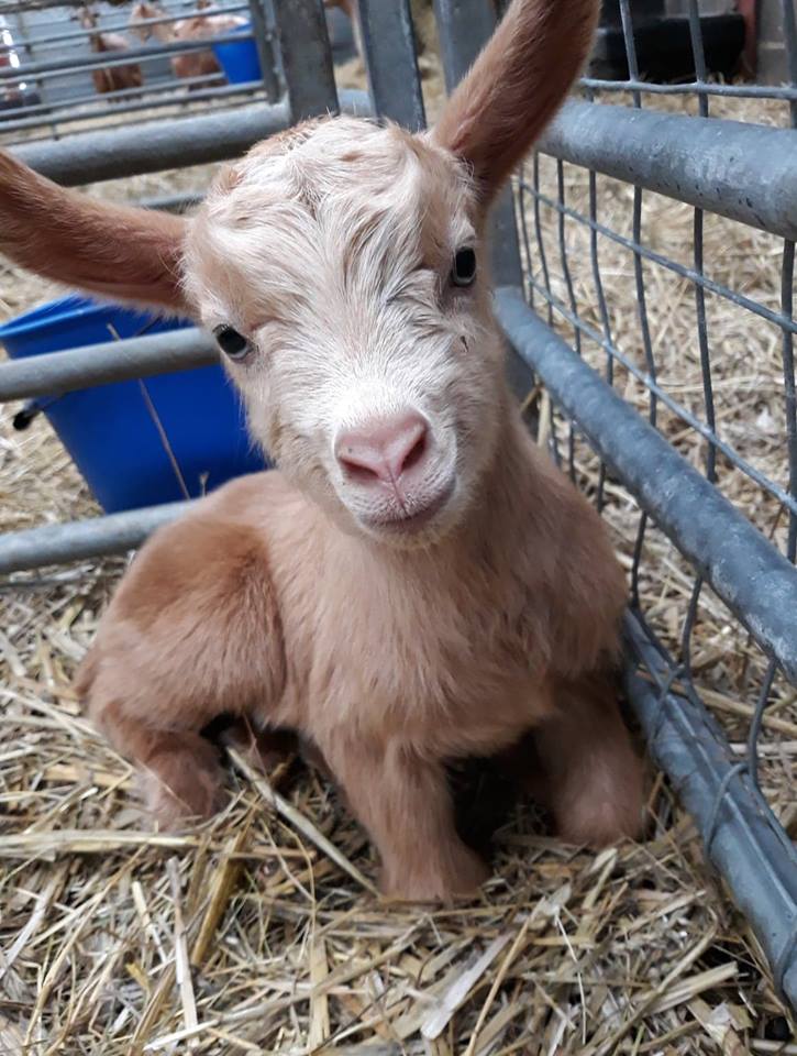 Caption this little cutie... ❤️🐏 #TooAdorable