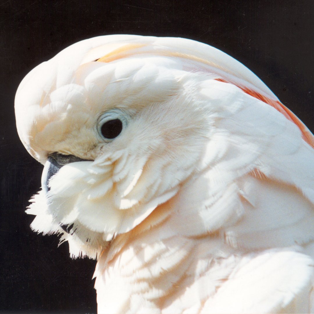 WPT_UK's tweet photo. The Moluccan Cockatoo (Cacatua moluccensis) is Vulnerable in the wild, owing to unsustainable harvesting and habitat loss.Find out about this beautiful species here: https://t.co/X0Dy2eIUM5
#throwbackthursday #conservation #cockatoo #parrots #wildtrade #protectspecies #habitat https://t.co/HnYLkVhssG