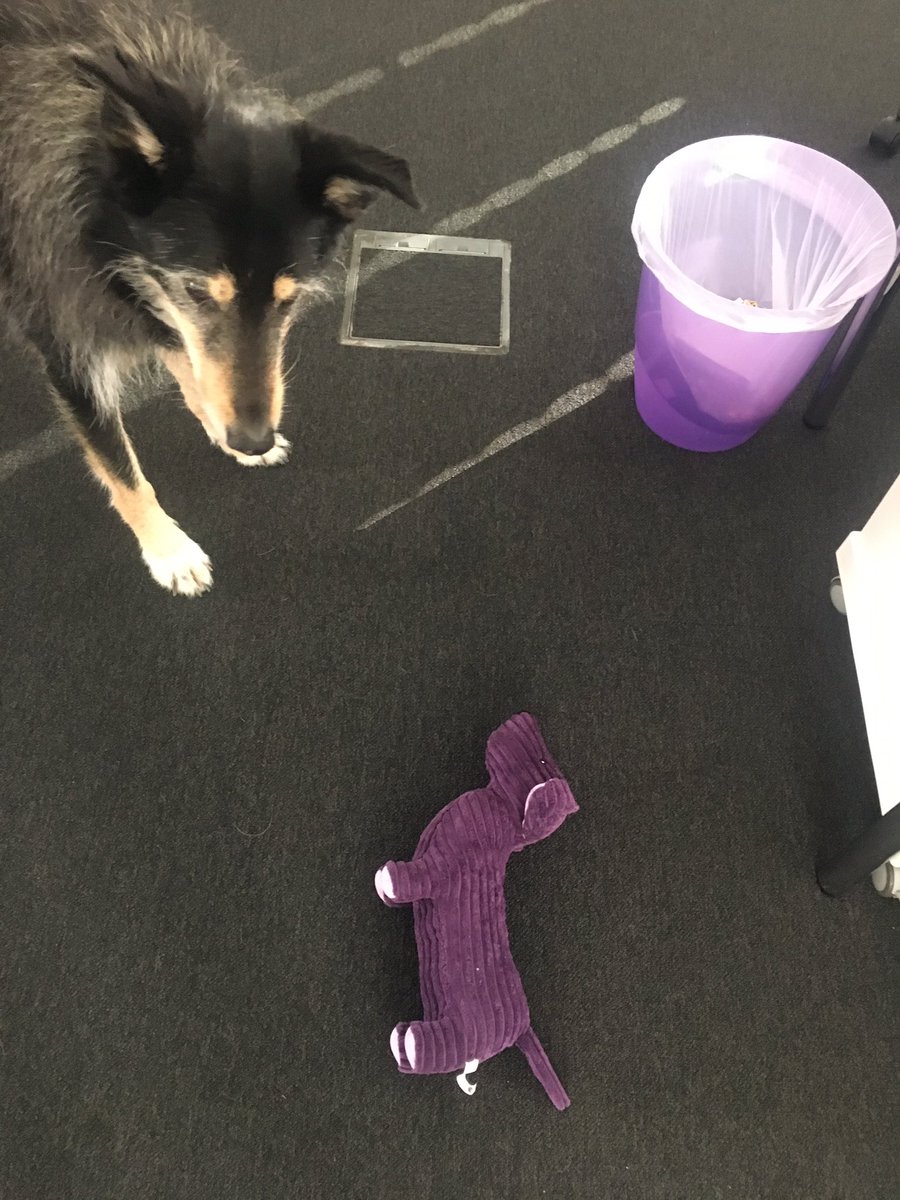 Unser #Bürohund und #Feelgoodmanager hat einen Mitarbeiter bekommen 😄