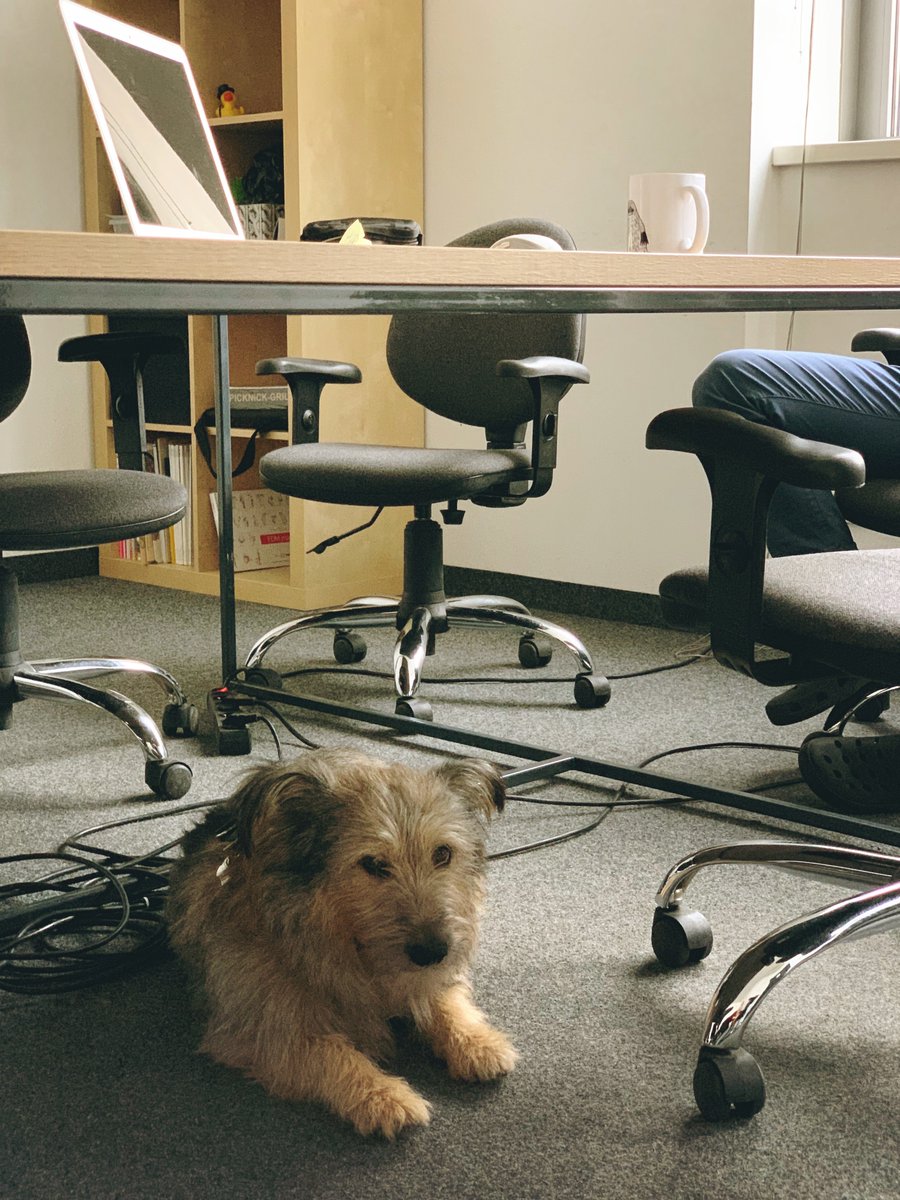 A new team member already on board! 😎
Otis is here! 😃🥰🎉

#specialguest #zaven #team