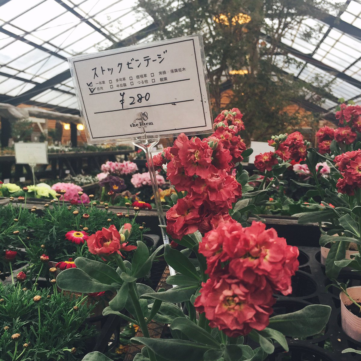 stripe_shower's tweet photo. 더 팜 유니버셜 the Farm universal 오사카 북부와 교토 그 어디쯤에 있음. 뭐랄까... 식물업계의 이케아 내지는 니토리라는 느낌. 식물 좋아하고 오사카의 ‘관광지’는 싫다면 한 번 가보세요. 가서 발견한 스톡 빈티지, 선인장들. https://t.co/mlRlBhG4Oz