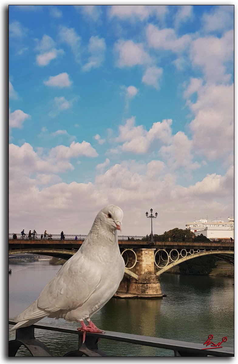 El puente y la paloma. #FelizJueves #Sevilla #Triana #Macarena #Andalucíahoy #Andalucía