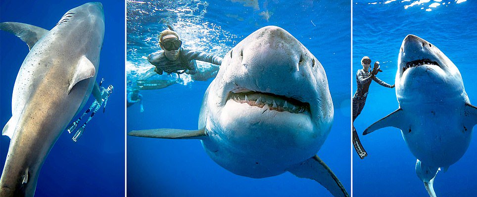 Divers jumped in to take photos with the world’s largest ever recorded great white shark ‘Deep Blue’ feasting on a dead whale in Hawaii dailym.ai/2DhvkFz