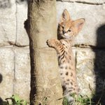 多摩動物公園のサーバルの赤ちゃん「ニール」と「バズ」がかわいすぎる!