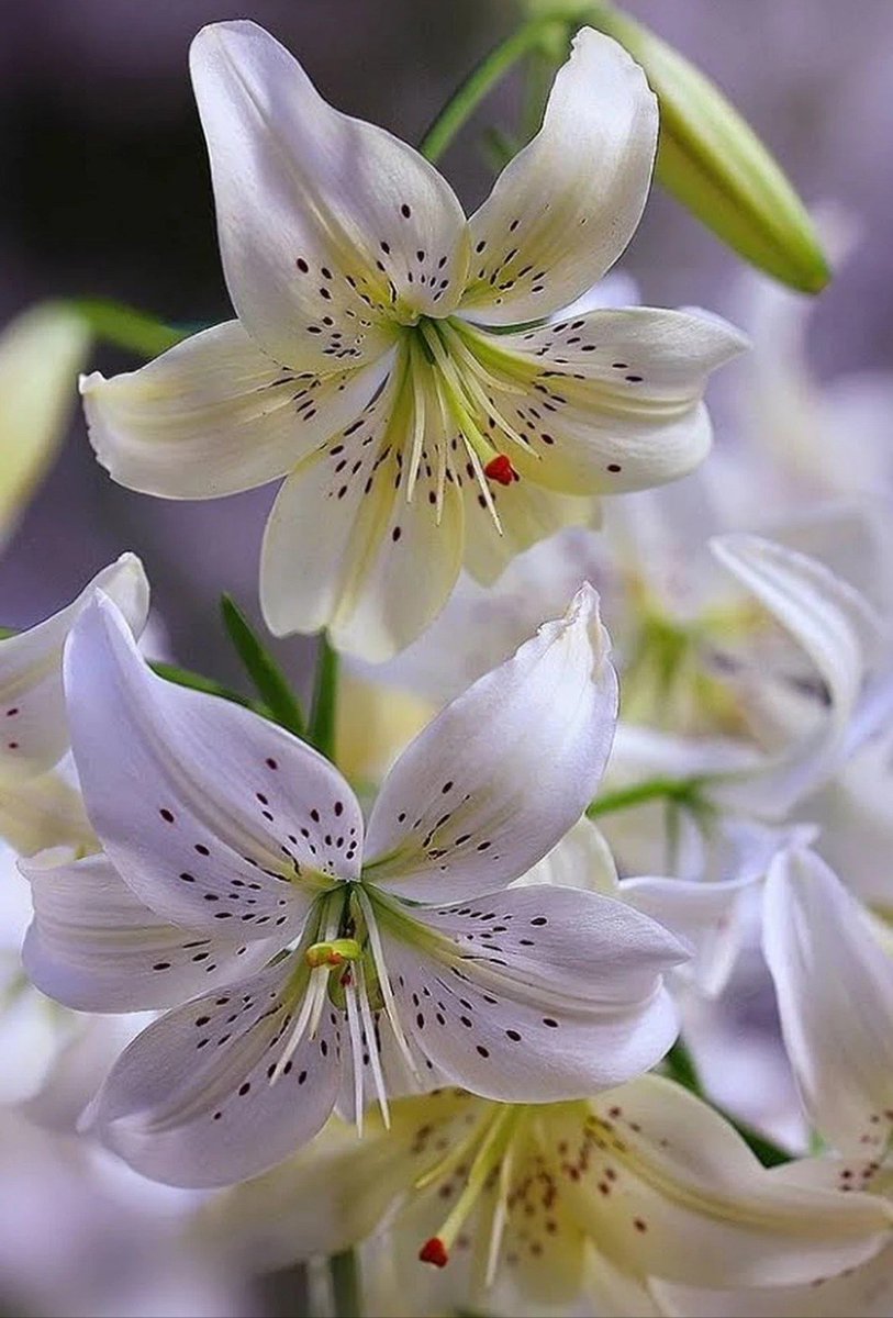 🙋 Thank You Dear Friends 🌹 Wish You All a Very Happy Day 💕 🍀
<a href="/bettinaschroed5/">Bettina Schroeder</a> <a href="/betyzapi/">Beatriz</a> @Fernanda_FRocha <a href="/ntomova1/">nevyana</a> <a href="/EliLeonarda/">👄☀ Ệŀïẓäńġệŀä 🌷🌿</a> <a href="/mymerokittylily/">mymelo lily</a> <a href="/lilian8090/">Lilian2020</a> <a href="/layla07777/">الشاعره ليال عمران</a> <a href="/jucasony01/">cristina jc</a> <a href="/soniajcas/">Sonia bella flor</a> <a href="/florb560/">Flor Bella</a> <a href="/SandraNaimeh/">Sandra Naimeh</a> <a href="/SandyHeeron/">🌟𝕭𝗹𝗶𝘀𝘀𝗳𝘂𝗹 𝗿𝗲𝗻𝗱𝗲𝘇𝘃𝗼𝘂𝘀</a> <a href="/sakura3740/">Sakura</a> <a href="/deeba_saad/">saad deeba 🇵🇸</a> 🍀