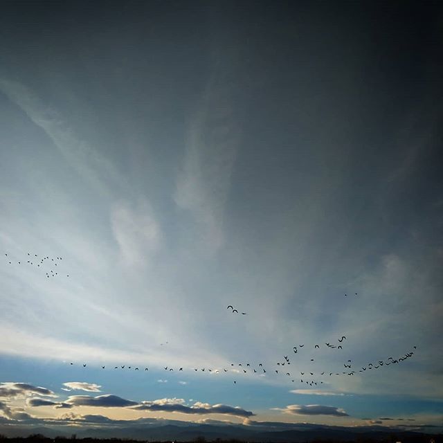 Sunset flight.
• • • •
#nature #naturephotography #wildlife #wildlifephotography #amateurphotography #bird #birding #birdphotography #colorado #sky #skyphotography #canadageese #geese
#landscape #landscapephotography #weather #weatherphotography #clo… http://bit.ly/2W7wQkW
