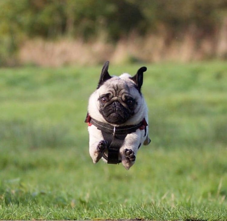 Pugs (@PugsReacts) on Twitter photo 17/01/2019 14:35:00 pugs are also known for their flying ability pugs are also known for their flying ability