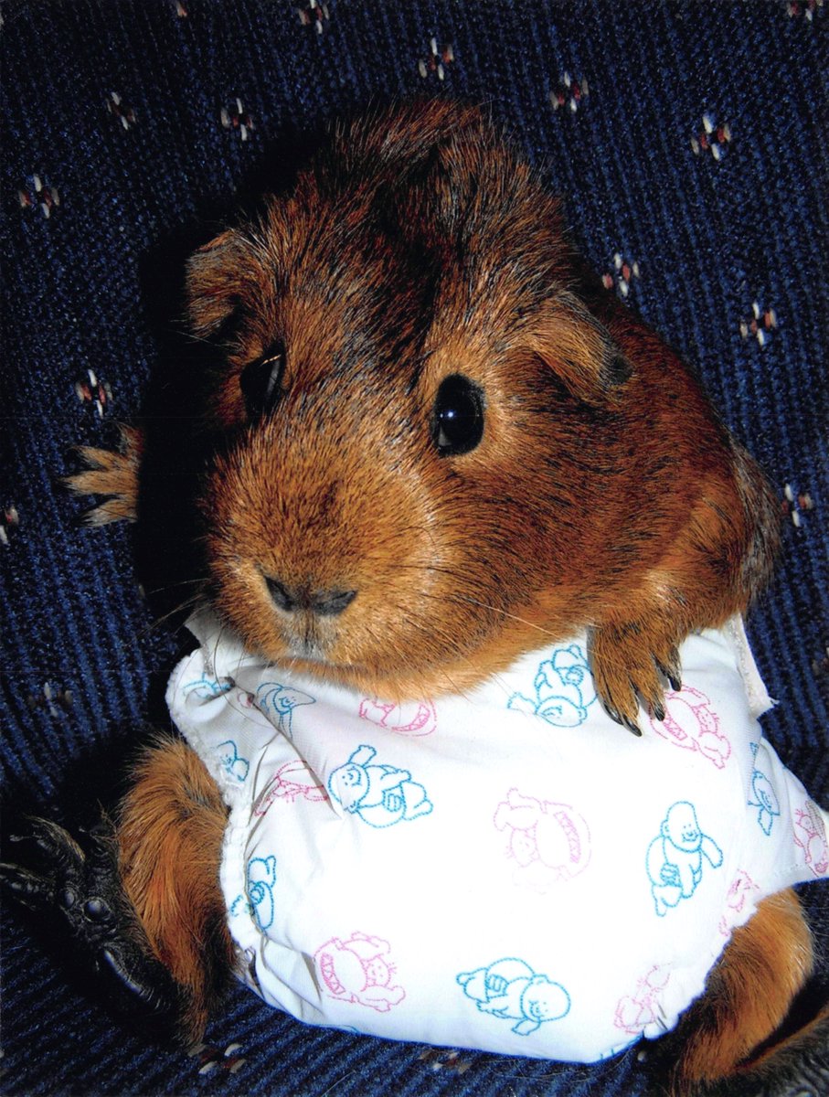 smiling guinea pig