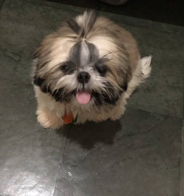 Se eu tenho o arrombadinho mais fofo do mundo &eacute; pq eu mereci https://t.co/D12SGep6WF