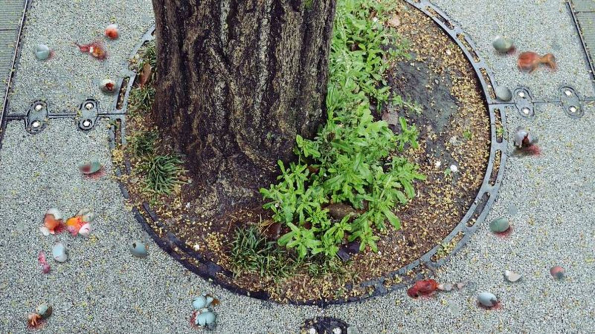 Thousands Of Eggs Pushed Out Of Nests After Birds Legalize Abortion https://trib.al/IHvm6Rm