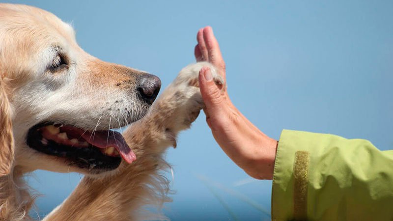 Resultado de imagen para los perros que ayudan a pacientes