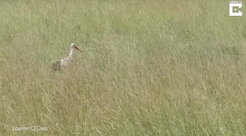 Martin Wikelski (@martinwikelski) on Twitter photo Predation attempts in nature are hard to observe - this is a fantastic one that help us calibrate our 3D-acceleration observations on White storks. Be careful walking in tall grass!! focus.de/8909001 via <a href="/focusonline/">FOCUS online</a> Predation attempts in nature are hard to observe - this is a fantastic one that help us calibrate our 3D-acceleration observations on White storks. Be careful walking in tall grass!! focus.de/8909001 via <a href="/focusonline/">FOCUS online</a>