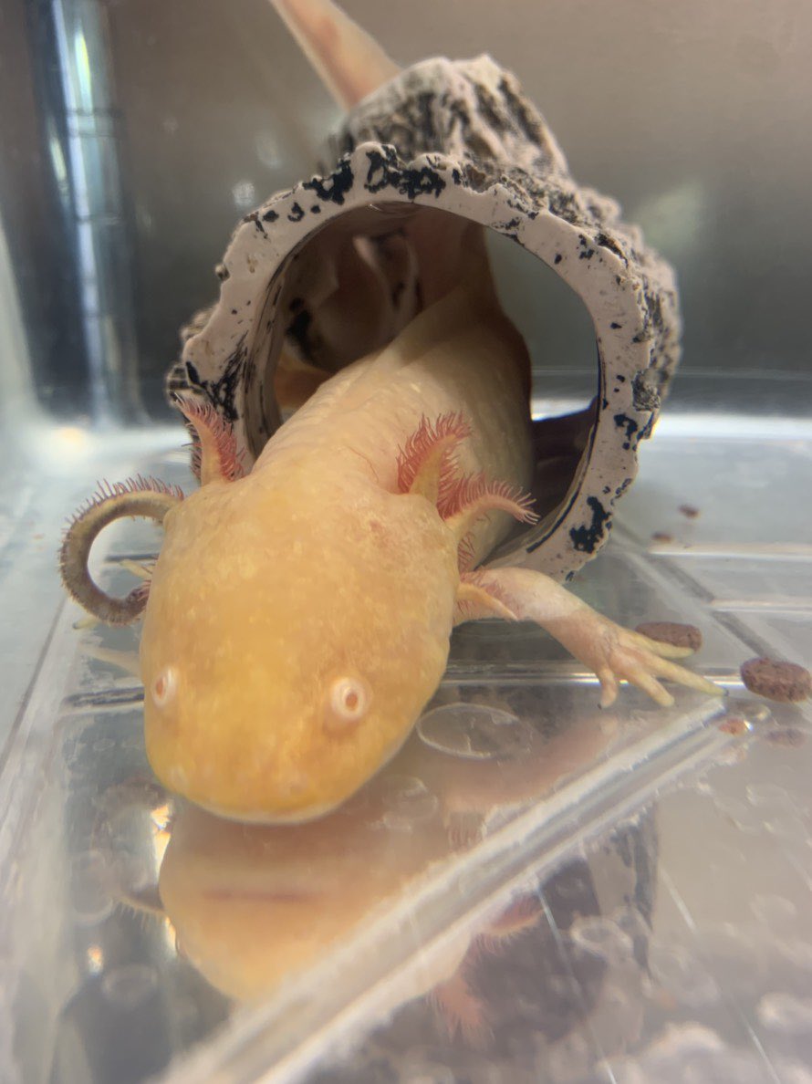 はちゅカフェ 爬虫類カフェ ウーパールーパー のモモちゃん トンネルでよく遊んでいるのですが この完璧に貫通したショットは珍しい 本当に楽しんでいるかどうかは無表情なのでわかりませんが とりあえず使ってくれて嬉しいスタッフたちでした