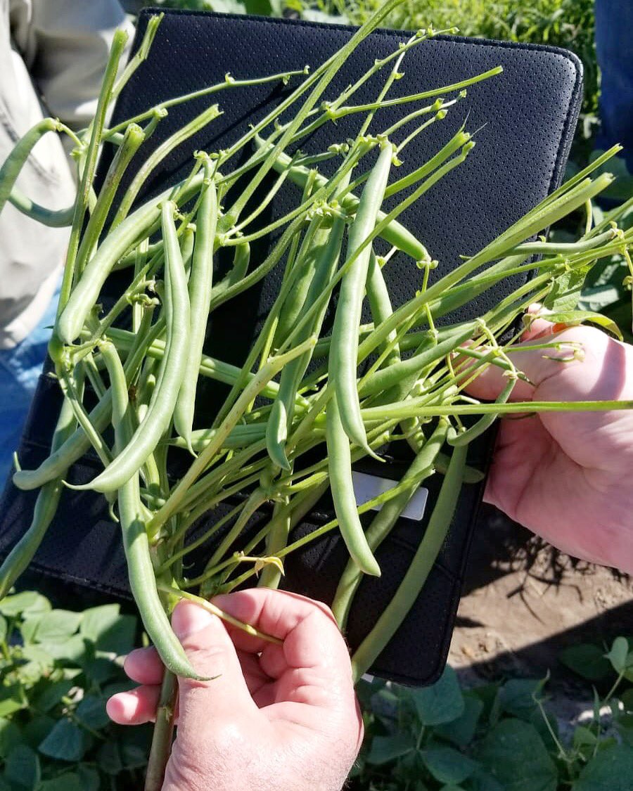 Pure Line Seeds, Inc tweet media