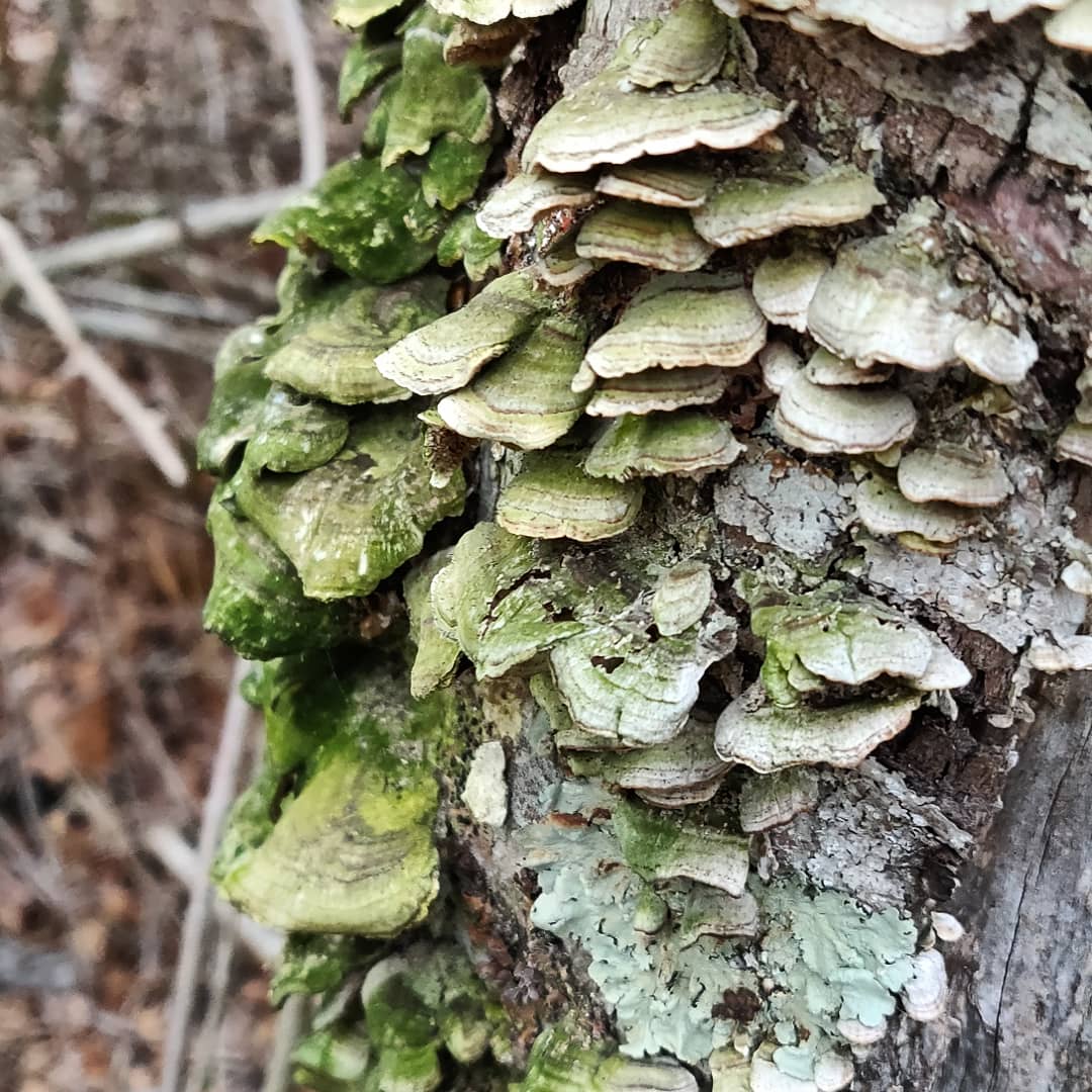 BALandTrust's tweet photo. We found several growths of what looks like Turkey Tail yesterday. What a variety of colors!
Anyone here an avid mushroom hunter? π
#AdventureToday #ThursdayThoughts https://t.co/uf5i9cqo6R