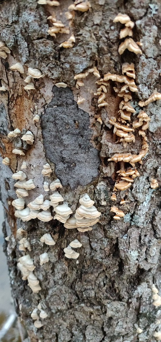 BALandTrust's tweet photo. We found several growths of what looks like Turkey Tail yesterday. What a variety of colors!
Anyone here an avid mushroom hunter? π
#AdventureToday #ThursdayThoughts https://t.co/uf5i9cqo6R