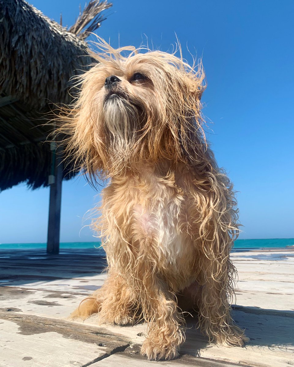 BlueMonsieur's tweet photo. Island life for the win!
Missing the white sand &amp; light blue sea 🌞 🇨🇴 
#Colombia #CaribbeanSea #island #shihtzu #TBT #IslaGrande https://t.co/VGaWy01RXZ