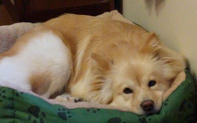 thekaratecoder's tweet image. It's hard to build a Magento 2 module when this pretty girl is staring at me.