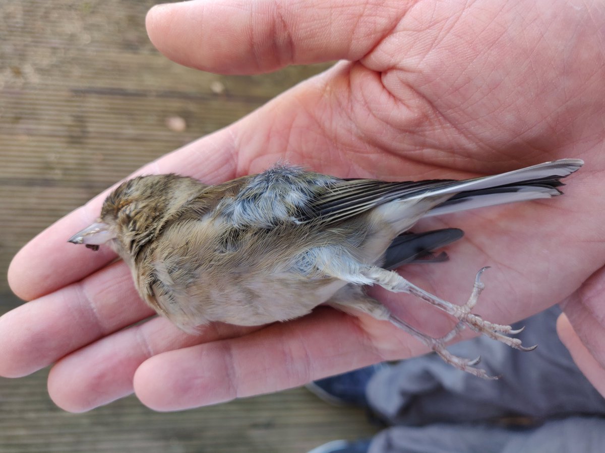 It's important to feed your garden birds in this cold weather, but equally if you have been providing food and water **MAKE SURE** to give your feeders and water bowls a thorough cleaning every week or so. This unfortunate Chaffinch succumbed to (probable)Trichomoniasis today.