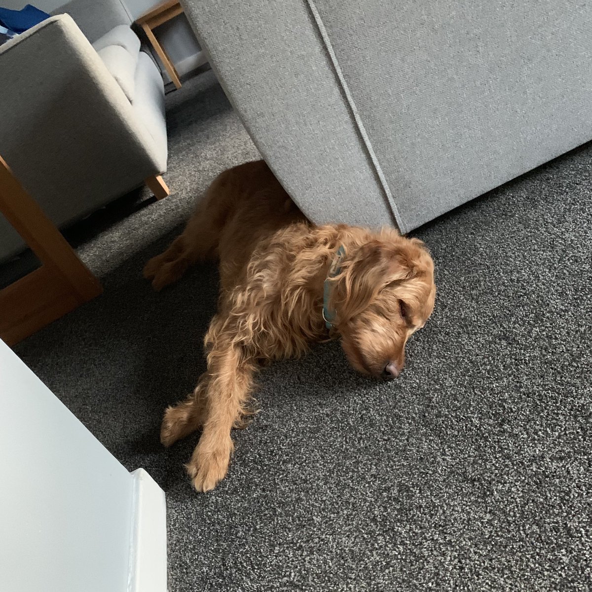 Matt Gemmell Beautiful Dog And My Best Pal Whisky T Co Ajds1fvaae Twitter