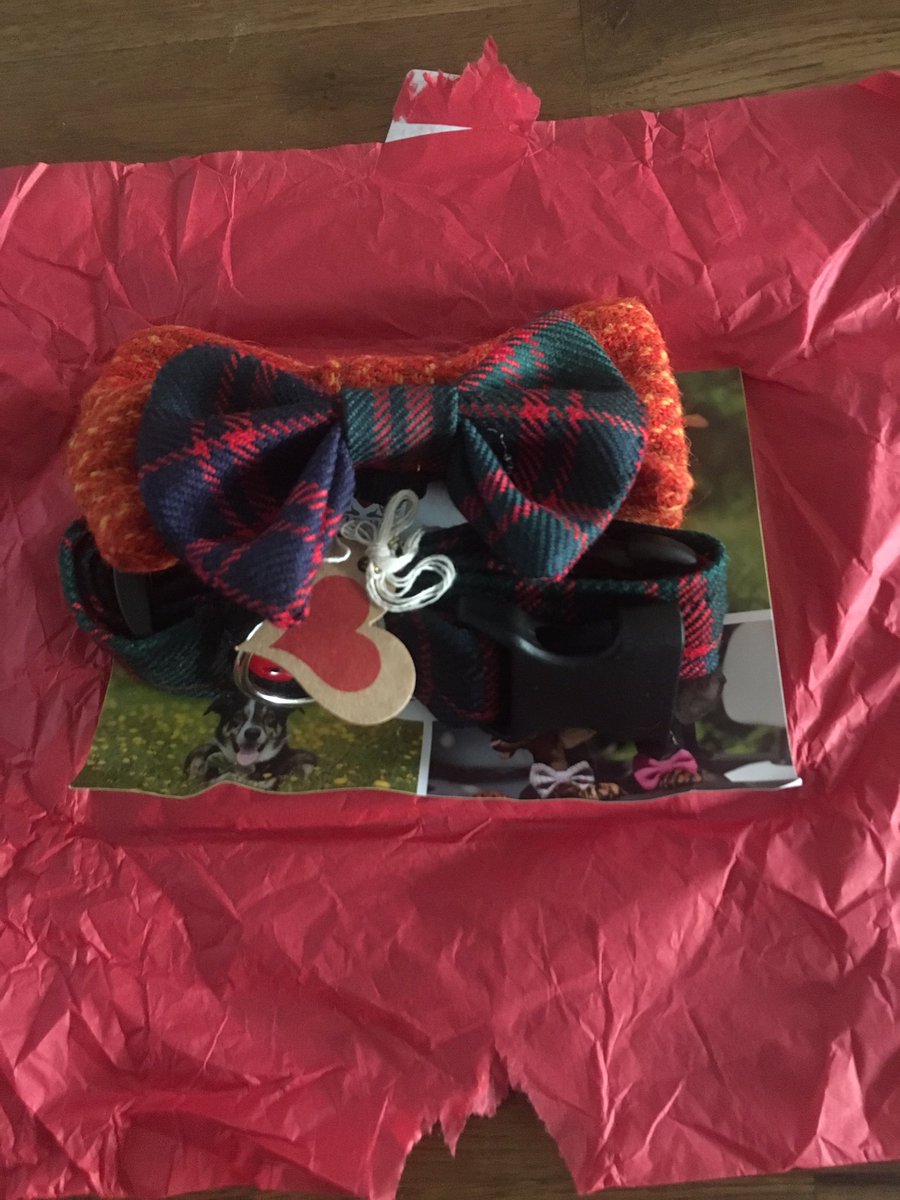 thepinesanimals's tweet photo. Thank you @RnDPaws for my beautifully made collar and bow ties! I love them 🐾✨ https://t.co/XWia2Chtvu