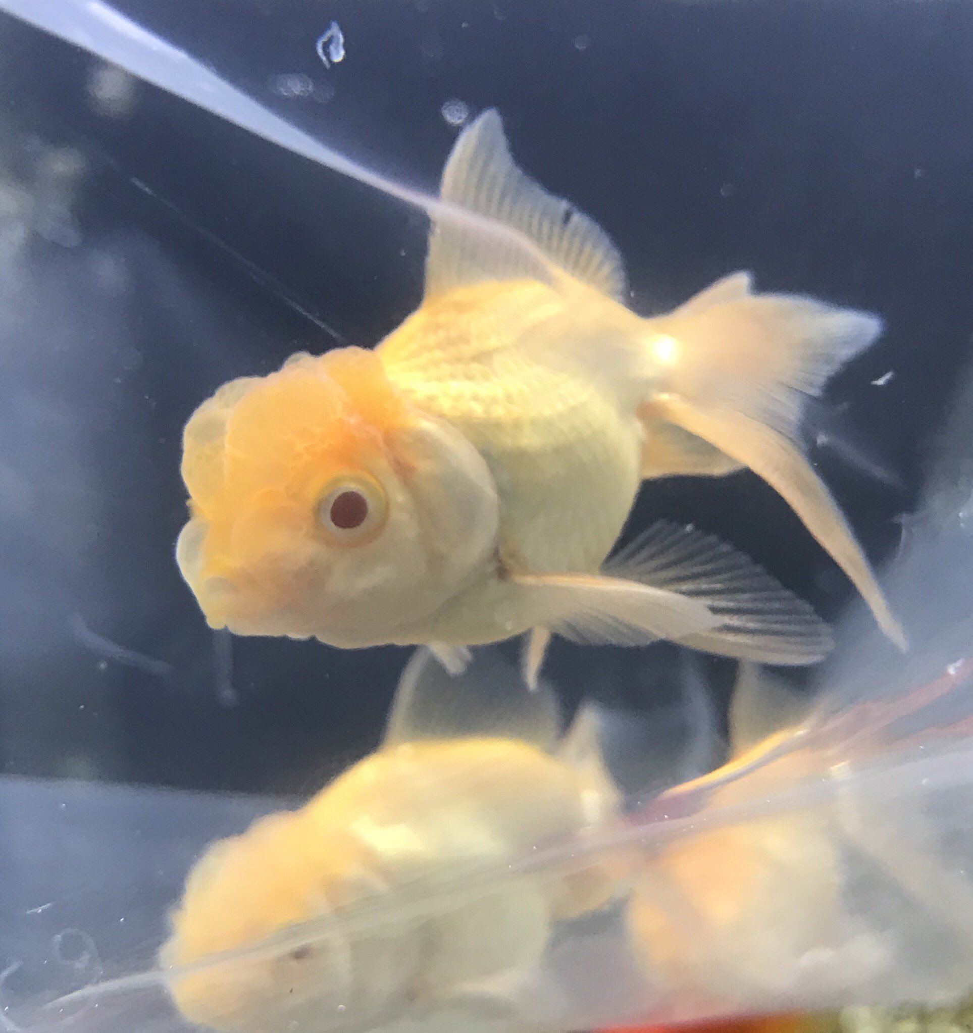 アミーゴ宇品店アクアコーナー 金魚のアルビノちゃん アルビノオランダです アミーゴ宇品 金魚 アルビノオランダ T Co Dwwpwjwzpq Twitter