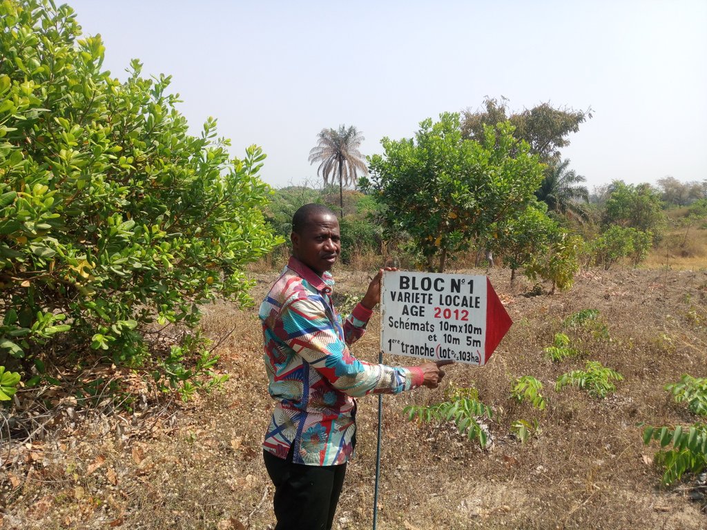 elhadjham's tweet photo. Grâce aux efforts fournis day by day,les résultats sont palpables sur le terrain au #Togo.Travailler dur et gagner son pain. #AGRITRADE AFRICA,au service des #Entrepreneurs #Agriocoles. Ici une ferme de noix de #Cajou à #Sokode. #Tecamin Flower, #Engrais,#bio,#POLYTER. @bemarius https://t.co/zrD43ITg5m